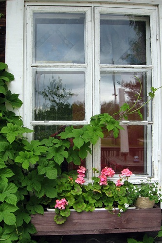 Ruutuikkuna, köynnöskasvi ja kukkia ikkunalaudalla.