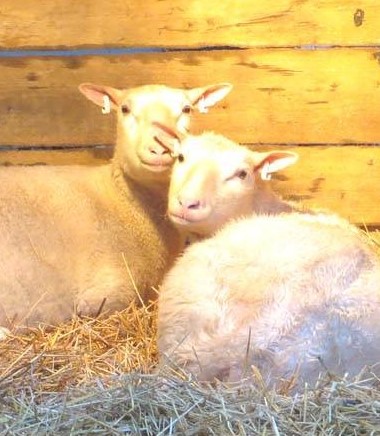 Kaksi lammasta makaa oljilla lyhdyn valossa