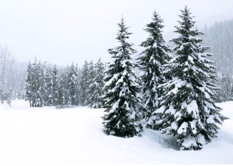 Etualalla kolme lumista kuusta, taustalla lumen peittämää metsää.