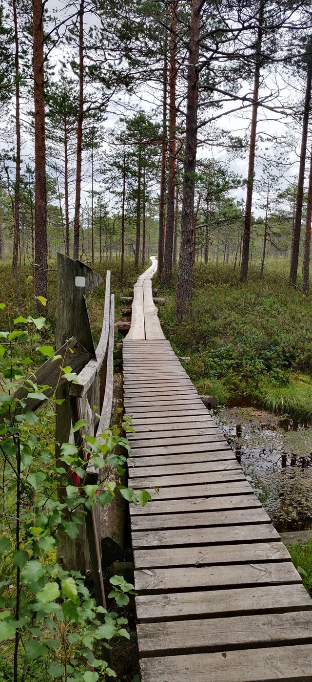 Metsän siimekseen