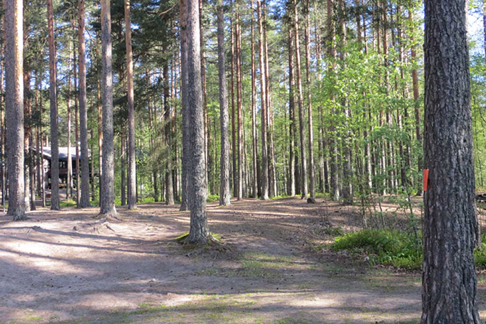 Kangasmetsää